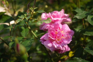 Obraz premium beautiful french rosehip called rosa gallica of pink and purple color blooming on a bush in the park