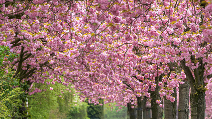 bright pink cherry tree blossom avenue in spring, nature scene background, hanami festival in Magdeburg, Germany