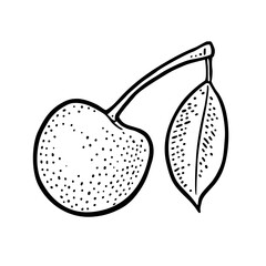 Whole cherry berry with leaf. Vector vintage engraving illustration - 786361199