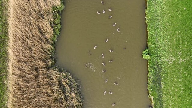 Ducks in the wild. Birds on the river during sunset. Ducks flying over the river. View from drone. Flying and waterfowl species of birds. Video for background. 