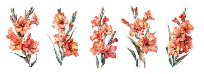Watercolor gladiolus set on transparent background.  - obrazy, fototapety, plakaty