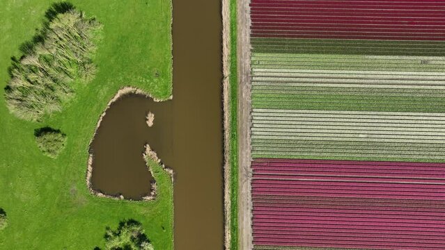 Drone view of a field of tulips. Landscape from the air in the Netherlands. Rows on the field. View from above. Agriculture and growing plants. Natural background.