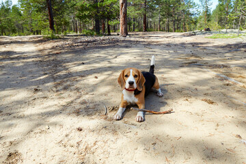 A cute beagle dog is lying in a pine forest.