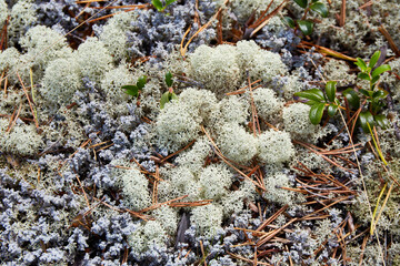 White moss in the forest, natural background.