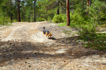 Beagle dog in a sunny summer forest. Beagle demonstrates its natural hunting instincts and keen...