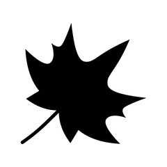 Maple leave. Autumn motive. Maple leaf isolated on white background.