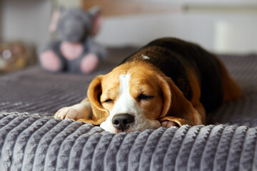 Cute beagle dog sleeps on a bed on a gray blanket.