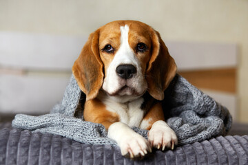 A beagle dog is lying on the bed under a gray knitted blanket. Cold air temperature at home. The...