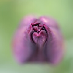 Tulip bud macro. Differential focus on tip.