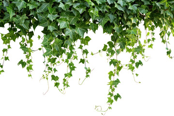 PNG  Hanging vines ivy backgrounds plant leaf