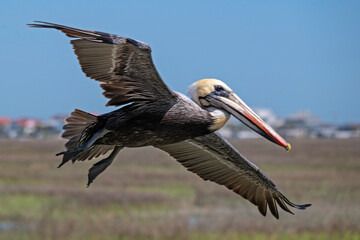 Brown Pelican in flight over a coastal marsh, revealing its impressive wingspan.