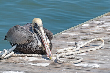Brown Pelican resting on a pier, with rope and dock cleat, water in background.