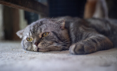 Relaxed cat lying on floor with blurred background. Super senior cat sleeping or napping peaceful sideways. female, long hair tabby cat. Selective focus.
