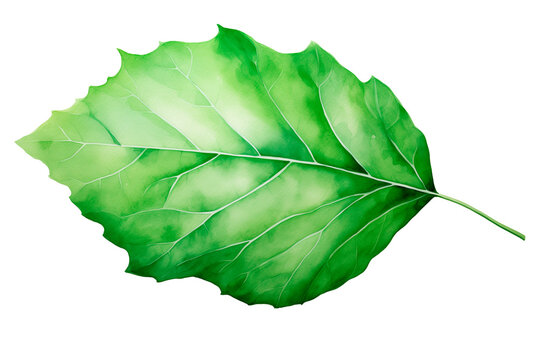  watercolor of a leaves isolated transparent background png 