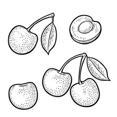 Whole and half cherry berry with leaf. Vector engraving