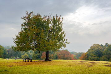 Autumn landscape, bench under the tree