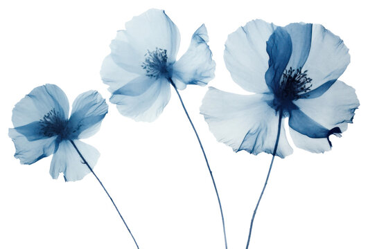 PNG Minimal dry poppy blossom flower petal. AI generated Image by rawpixel.