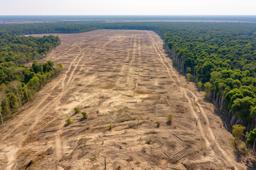 Vast deforested area next to a remaining strip of forest.