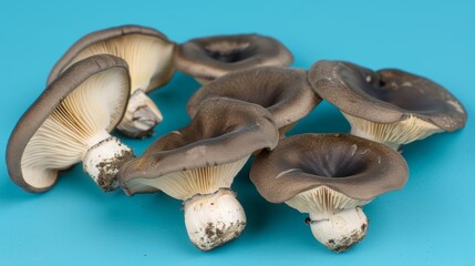 Black trumpet mushroom   craterellus cornucopioides   on soft pastel colored background