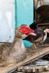 Un canard dans une bassecour à Dakar au Sénégal en Afrique occidentale