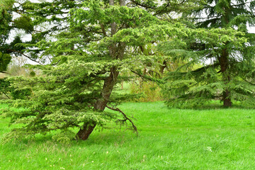 Versailles; France - april 7 2024 : Arboretum de Chevreloup