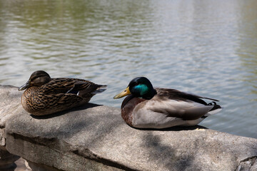 mallard duck swimming in pond at tower grove park
