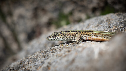 Lagartija roquera tomando el sol en una roca