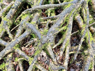 Tree Roots