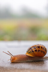 Gastropods with an external spotted brown black shell. Snail crawls along a rough surface. Animal background. Malacology, zoology, study of soft-bodied or molluscs. Close up. 