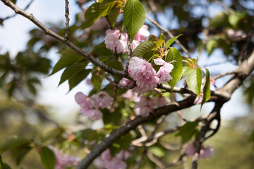 Birds and plants at tower grove park ducks robins and other items