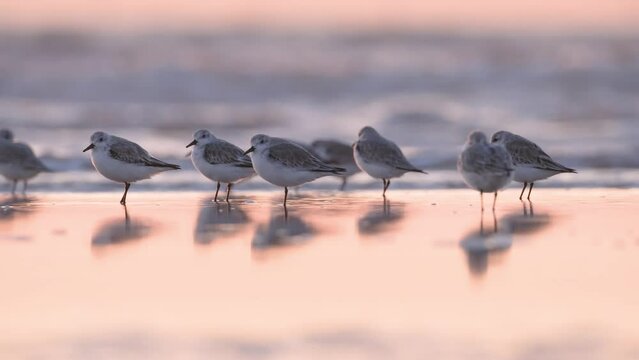 Birds in the wild. Birds on the beach during sunset. Reflections on the water. Flying and waterfowl species of birds. Video for wallpaper or background. 