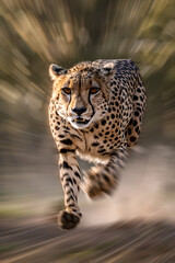 High-Speed Cheetah in Motion
Sprinting Cheetah Captured in Dynamic Blur
Action Shot of Cheetah Accelerating
Cheetah in Full Sprint with Motion Blur
Intense Velocity of a Running Cheetah