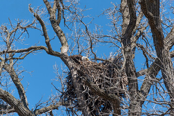 Female Bald Eagle Feeding Her Young In A Huge Nest In Early April in De Pere, Wisconsin