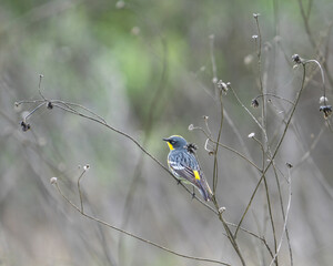 An Audobon's warbler perched on weeds.