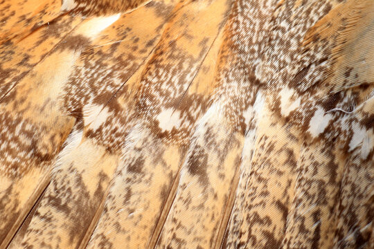 Close up of feathers of long-eared owl (Asio otus). This photo was taken in Japan.