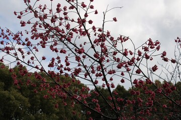 Formosan cherry blossoms in Tokyo Japan