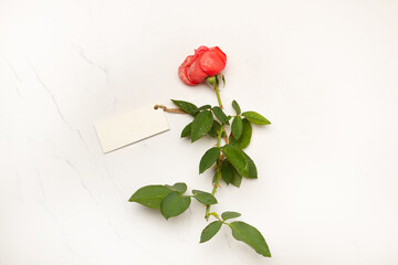 Una rosa con tallo y espinas junto a una cartela sobre un fondo de mármol, blanco. Vista superior y de cerca. Copy space - 786375731