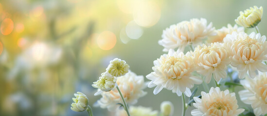 菊の花の先生で美しい球ボケの写真