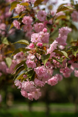 Pink cherry blossoms in spring in macro photography 