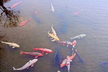 Koi of different colors in a lake in a Japanese garden