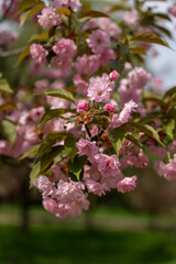 Pink cherry blossoms in spring in macro photography 
