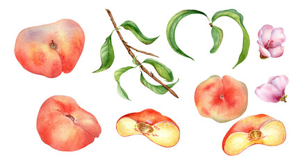 Set of fresh various fig peaches and tree branch watercolor isolated on white. Fruit branch, pink flowers illustration hand drawn. Half of chines peaches drawn. Design element for package, label