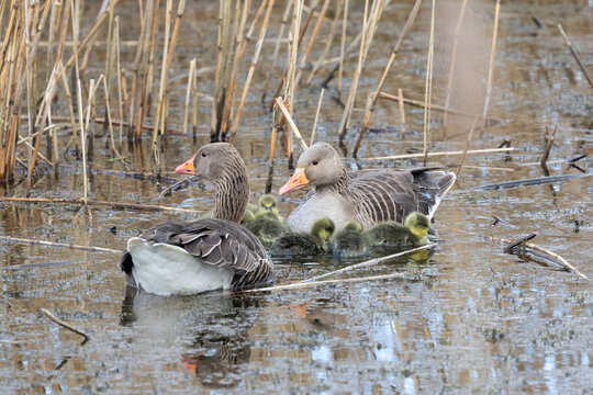 A pair of Greylag Geese (Anser anser) on the water with their goslings at a reedbed habitat - Yorkshire, UK in April, Springtime