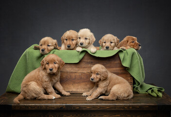 seven adorable Golden Retriever puppies from a litter  sitting in a wooden crate