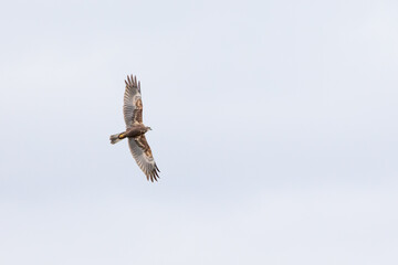 Marsh Harrier in flight with wings spread wide open. Yorkshire, UK in Springtime