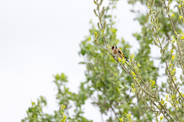 Goldfinch (Carduelis carduelis) perched in a tree - Yorkshire, UK in April, Springtime