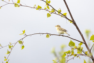A Willow Warbler (Phylloscopus trochilus) perched on a tree branch. UK in Spring.