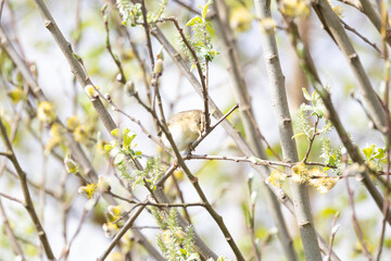 A Willow Warbler (Phylloscopus trochilus) perched in a tree - Yorkshire, UK in April, Spring