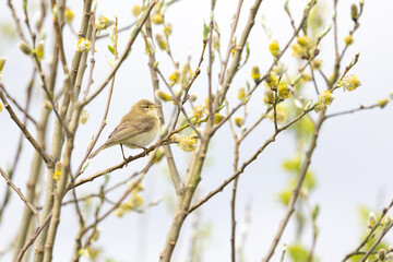A Willow Warbler (Phylloscopus trochilus) perched in a tree - Yorkshire, UK in April, Spring