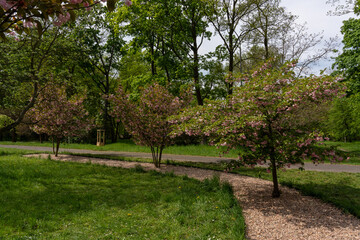 Pink cherry blossoms in spring in the park 